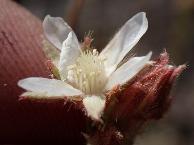 Potentilla congdonis, photographed by Martin Purdy