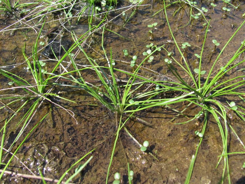 Isoetes virginica, photographed by Curtis Hansen