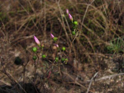 Phemeranthus mengesii, photographed by Curtis Hansen