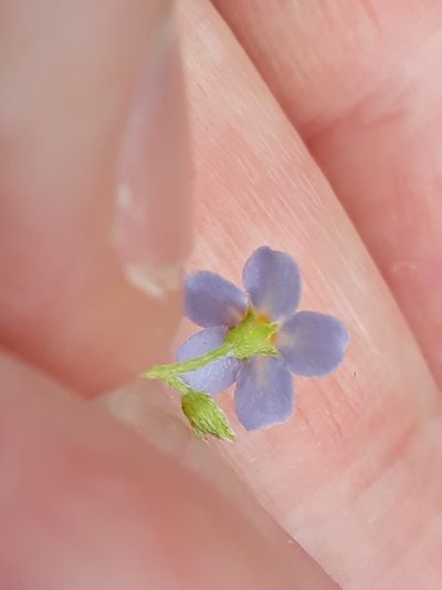 Myosotis secunda, photographed by euanmck