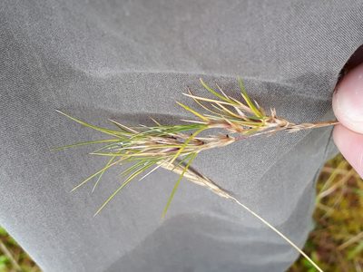 Festuca vivipara