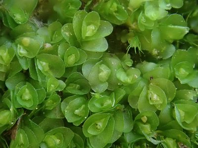 Solenostoma gracillimum, photographed by Christian Berg