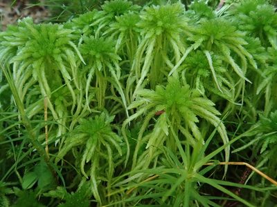 Sphagnum girgensohnii, photographed by Christian Berg