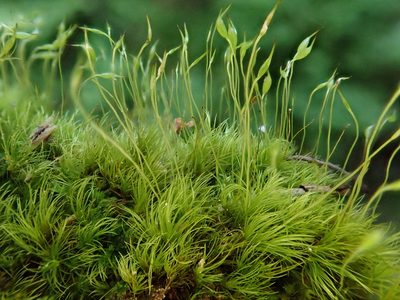 Orthodicranum montanum, photographed by Christian Berg