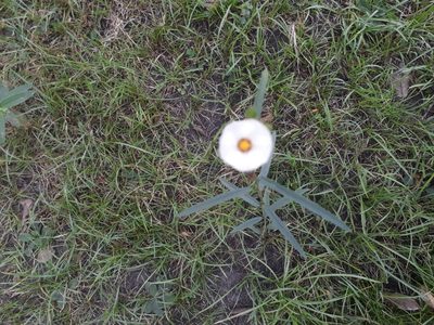 Sida linifolia, photographed by E. Goossen