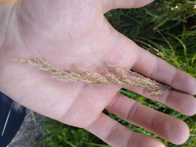 Calamagrostis canadensis, photographed by Alex