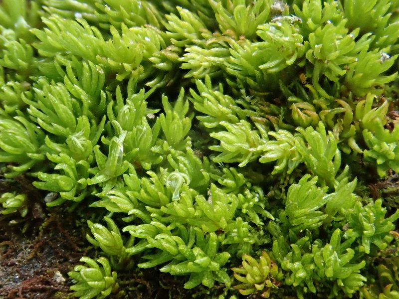 Oligotrichum hercynicum, photographed by Christian Berg