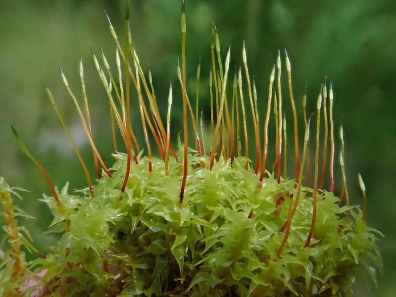 Diobelonella palustris, photographed by Christian Berg