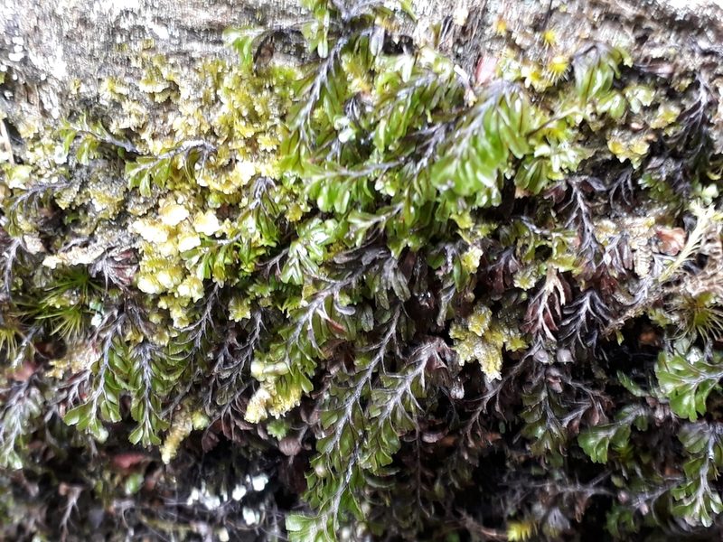 Hymenophyllum wilsonii, photographed by euanmck