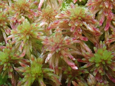 Sphagnum quinquefarium, photographed by Christian Berg