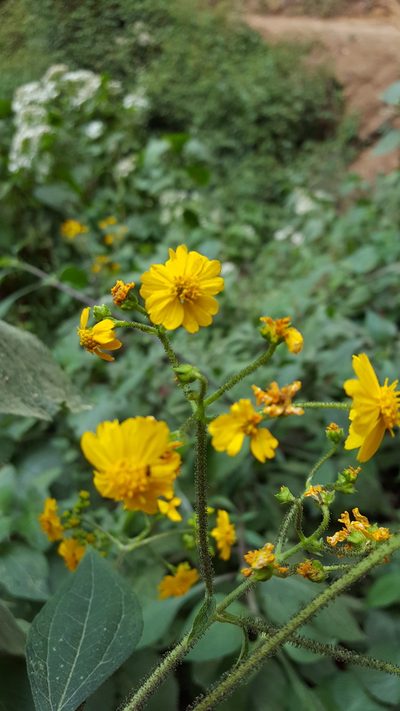 Trigonospermum melampodioides, photographed by Eugenio Padilla