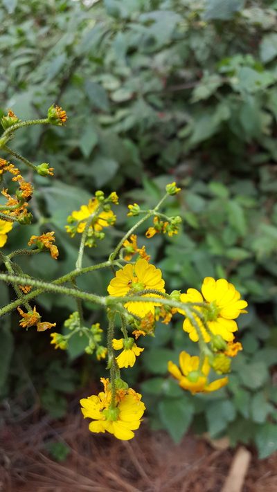 Trigonospermum melampodioides, photographed by Eugenio Padilla