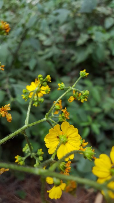 Trigonospermum melampodioides, photographed by Eugenio Padilla