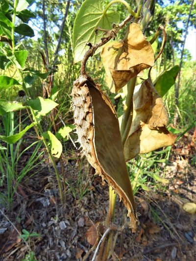 Odontostephana hirtelliflora, photographed by Annika Lindqvist