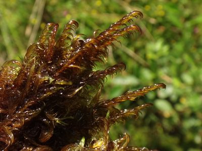 Warnstorfia exannulata, photographed by Christian Berg