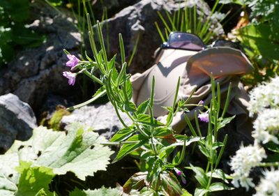Epilobium alpestre, photographed by Wolfgang Jauch