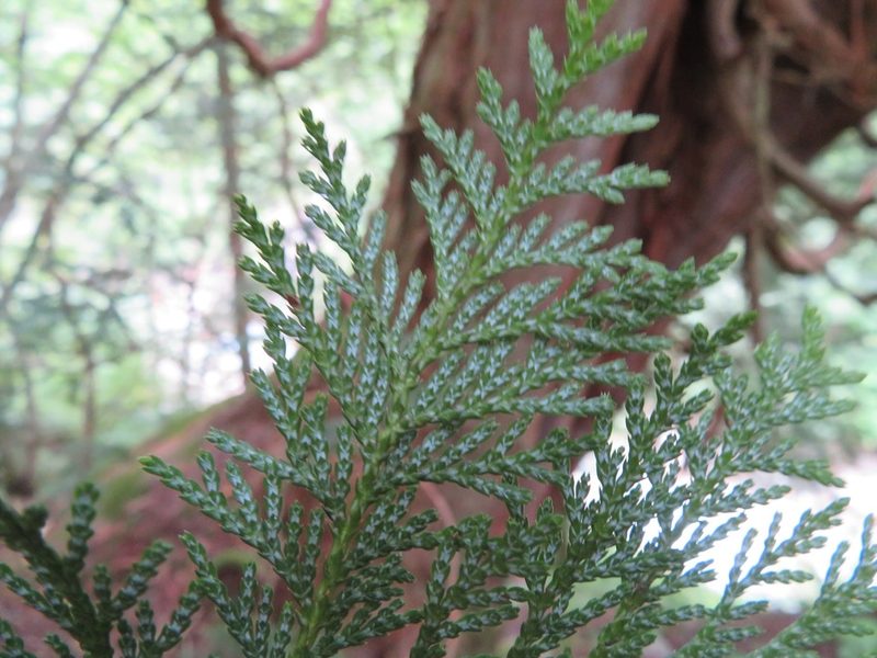 Chamaecyparis pisifera, photographed by Marco Mussita
