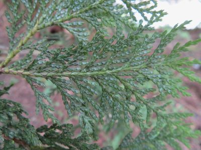 Chamaecyparis pisifera, photographed by Marco Mussita