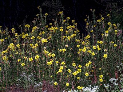 Oenothera jamesii, photographed by Michelle W. （鍾偉瑋）