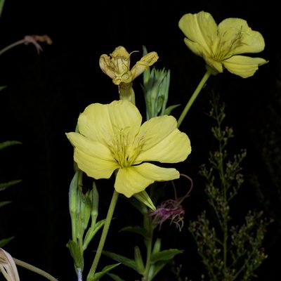 Oenothera jamesii, photographed by Michelle W. （鍾偉瑋）