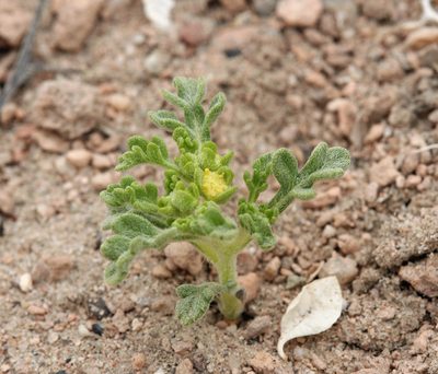 Euphrosyne nevadensis, photographed by Steve Matson