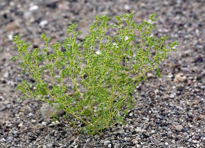 Euphrosyne nevadensis, photographed by Steve Matson