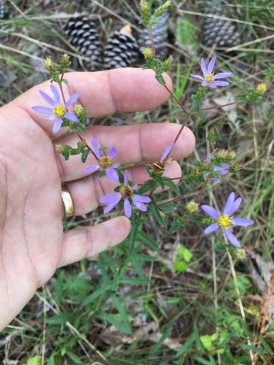 Eurybia compacta, photographed by Becky Dill
