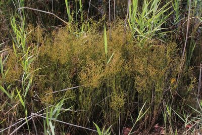 Juncus brachycephalus, photographed by Quinten Wiegersma
