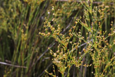 Juncus brachycephalus, photographed by Quinten Wiegersma