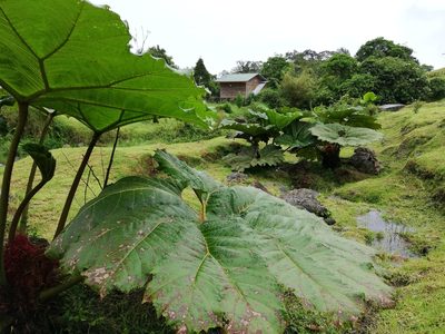 Gunnera insignis, photographed by Eduardo A. Bolaños Vargas