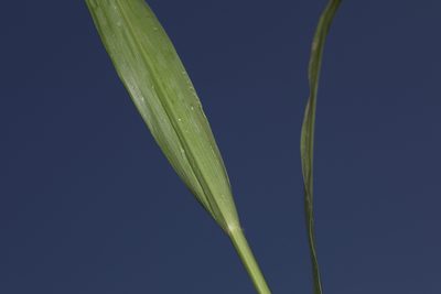 Coleataenia anceps, photographed by Judy Gallagher