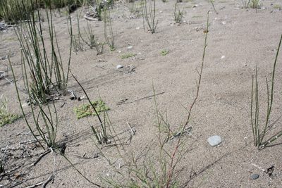 Triplasis purpurea, photographed by Quinten Wiegersma