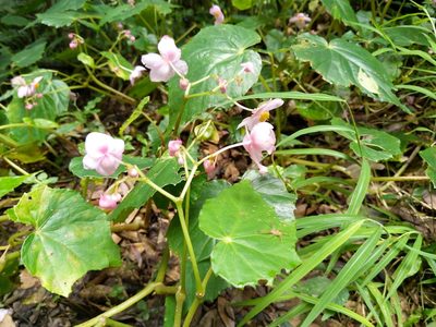 Begonia formosana, photographed by 李奕寯