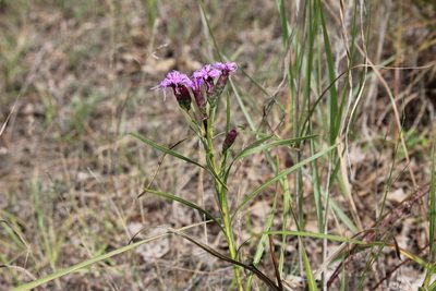 Liatris cylindracea, photographed by Quinten Wiegersma