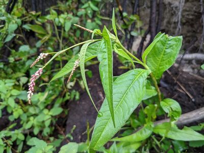 Persicaria extremiorientalis, photographed by Laura J. Costello