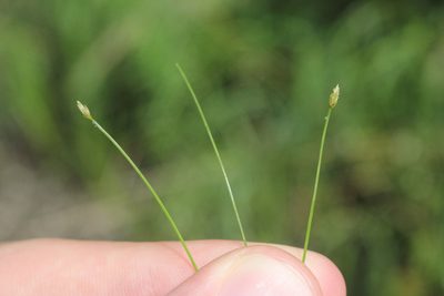 Eleocharis intermedia, photographed by Quinten Wiegersma