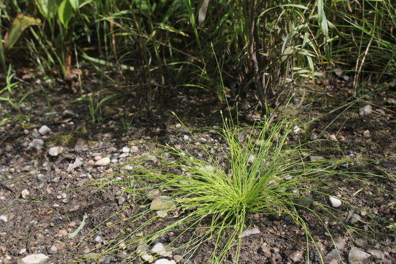 Eleocharis intermedia, photographed by Quinten Wiegersma