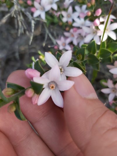 Philotheca buxifolia, photographed by Tim
