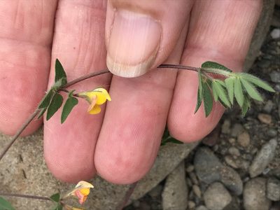 Lotus angustissimus, photographed by LJ Moore-McClelland