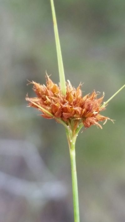 Rhynchospora fernaldii, photographed by Jay Horn