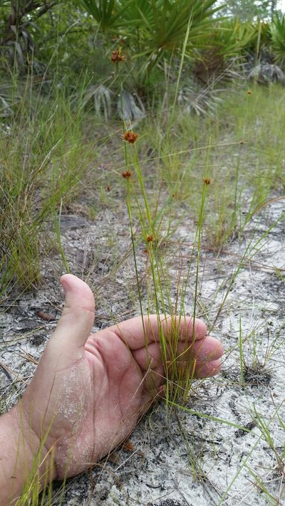 Rhynchospora fernaldii, photographed by Jay Horn
