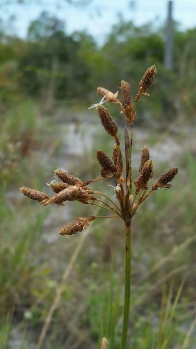 Fimbristylis caroliniana, photographed by Jay Horn