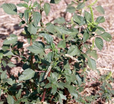 Amaranthus palmeri, photographed by Catherine C. Galley