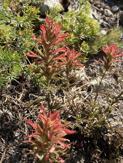 Castilleja viscidula, photographed by marek