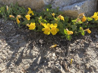 Erythranthe tilingii, photographed by marek