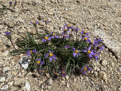 Oreostemma alpigenum, photographed by marek