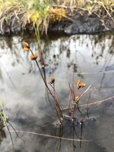 Juncus stygius, photographed by Valerii Glazunov
