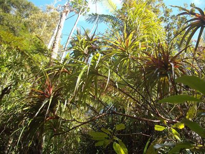 Dracophyllum latifolium, photographed by Stephen Thorpe