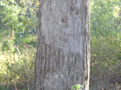 Angophora subvelutina, photographed by Greg Tasney