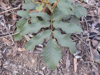 Cupaniopsis tomentella, photographed by Greg Tasney